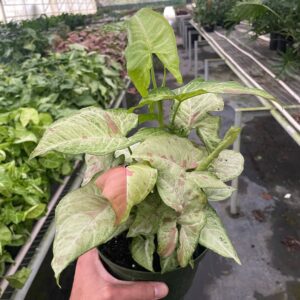 Syngonium 'Confetti': 6" Pot