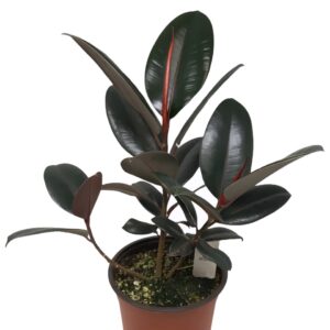 Burgundy India Rubber Tree Plant - Ficus W/ Pot