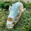 Floral Coyote Skull Original 1120 Scaled 100x100