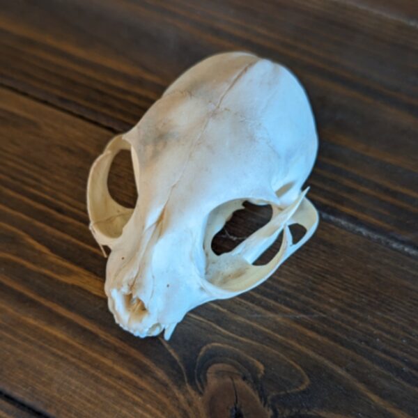 Plain Cat Skull