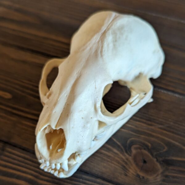 Plain Badger Skull