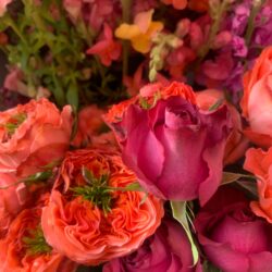 Roses Grade C