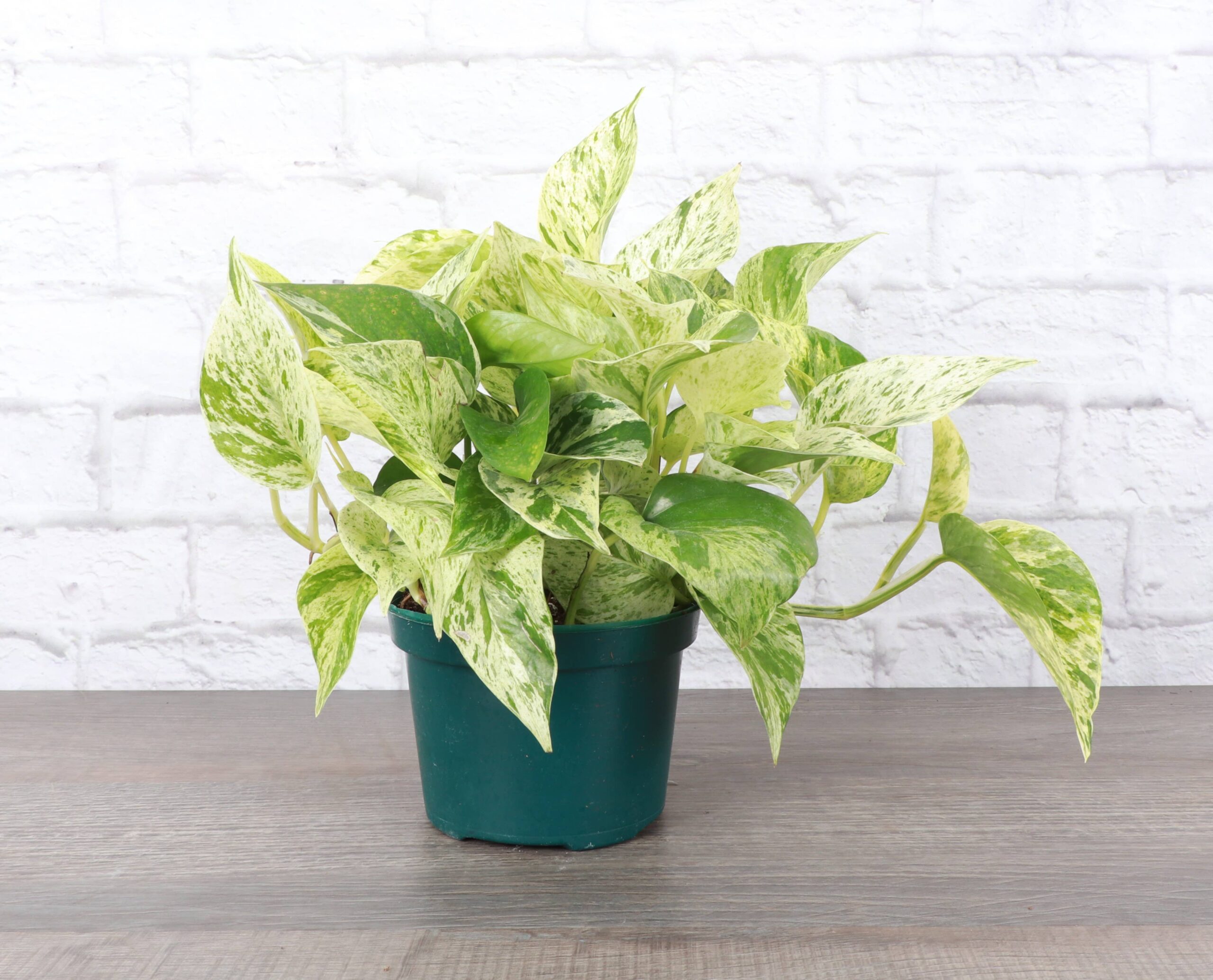 6" Marble Queen Pothos Plant - Live Plant 6" Marble Queen Pothos Plant - Live Plant