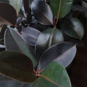 6" Ficus Elastica 'Burgundy'