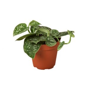 POTHOS SATIN