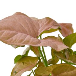 4" SYNGONIUM STRAWBERRY
