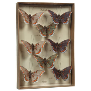 Butterfly Specimen Box - Purple-Green