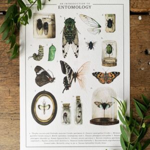 An Introduction To Entomology Watercolour Art Print