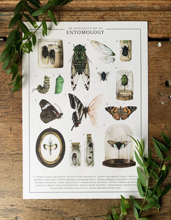 An Introduction To Entomology Watercolour Art Print