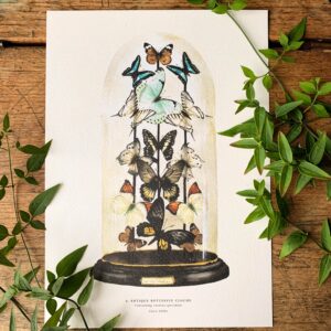 Antique Butterfly Dome Watercolour Art Print