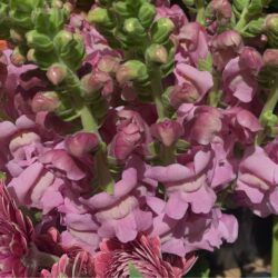 Snapdragon