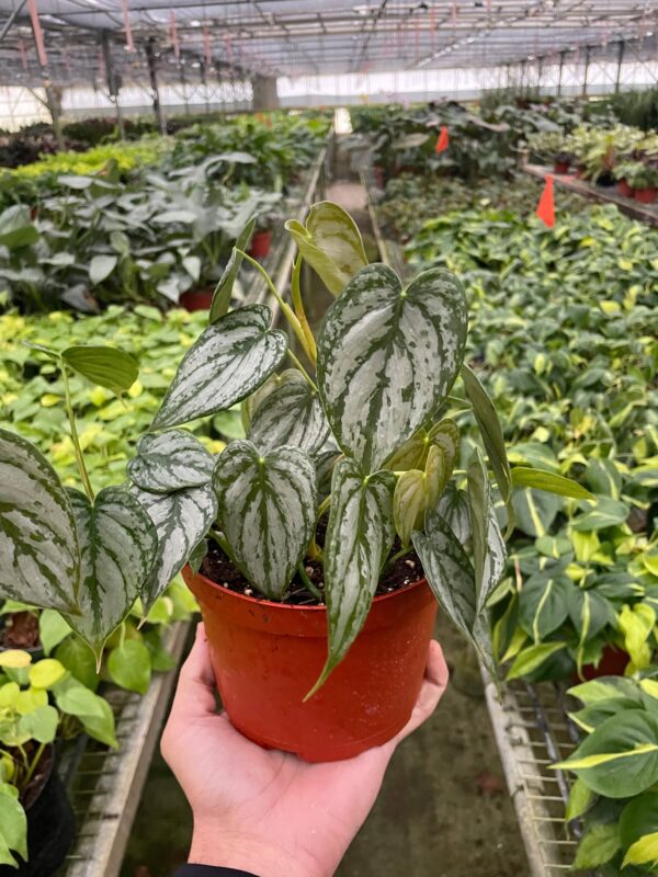 Philodendron 'Brandi' 4"