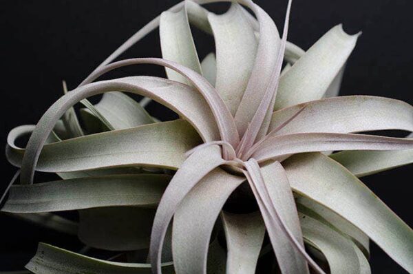 Tillandsia Xerographica - "Queen of Air Plants" | Live Plant