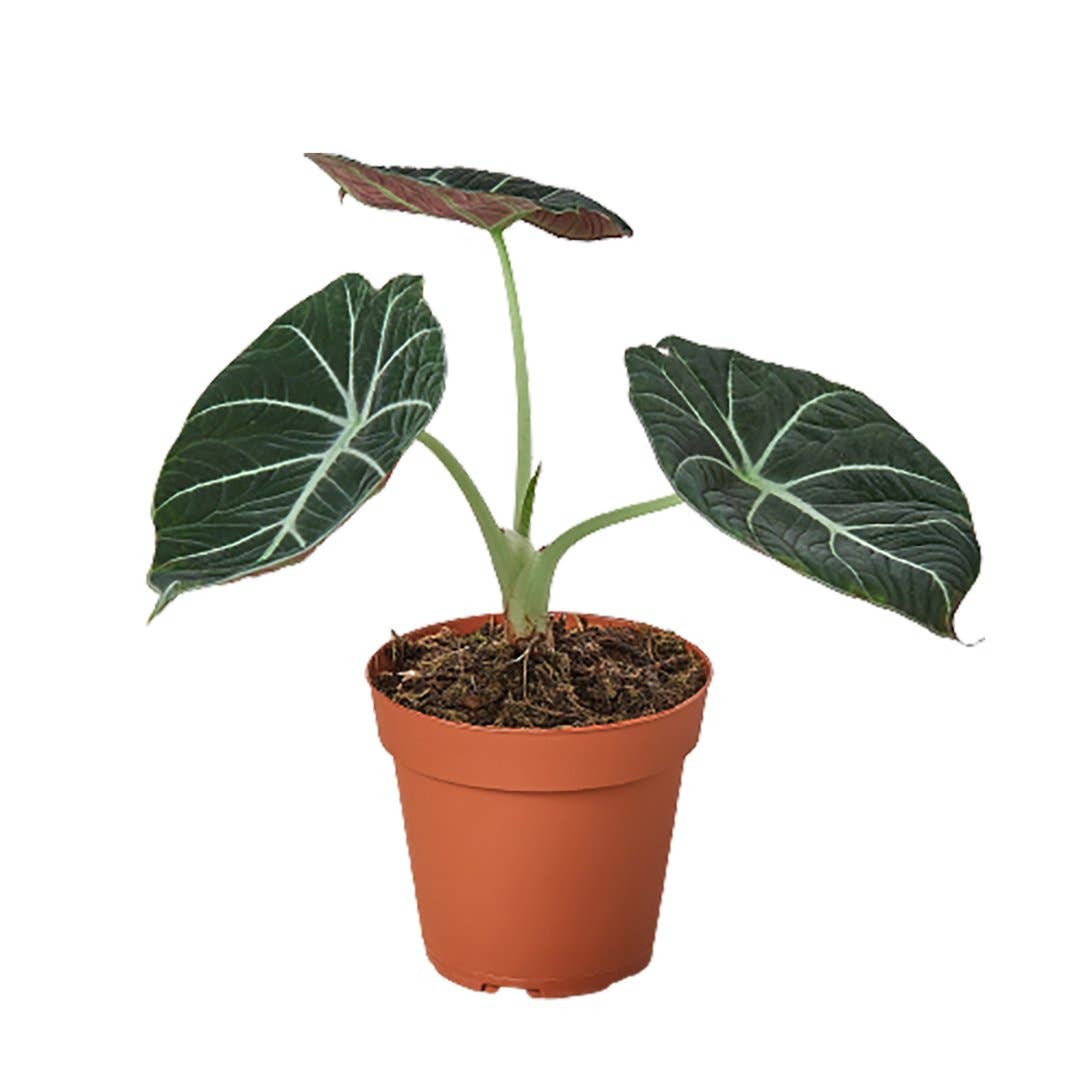 ALOCASIA BLACK VELVET 4-inch 4" ALOCASIA BLACK VELVET