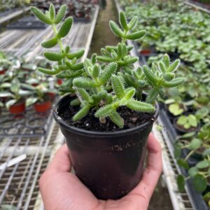 Delosperma echinatum 'Pickle Plant' - 4" Pot