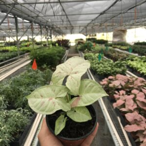 Syngonium 'Milk Confetti': 4" Pot