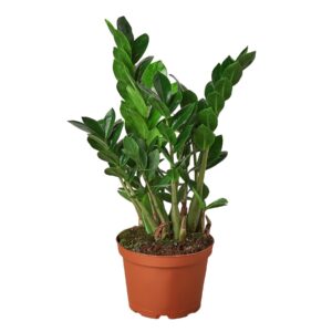 ZAMIOCULCAS ZAMIIFOLIA 6-inch