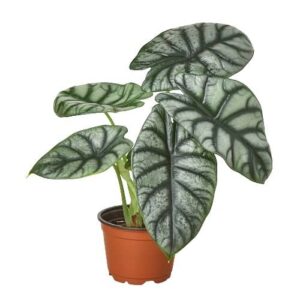 Alocasia 'Silver Dragon' - 4" Pot