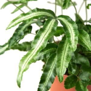 FERN ALBO 4-inch