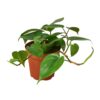 4" PHILODENDRON CORDATUM Original 448 100x100
