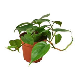 PHILODENDRON CORDATUM 4-inch