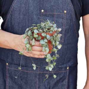 SUCCULENT SENECIO STRING OF HEARTS 4-inch