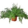6" FERN SPRENGERI Original 453 100x100
