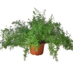 FERN SPRENGERI 6-inch