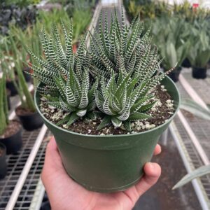 Succulent Haworthia 'Zebra'- 6" Pot