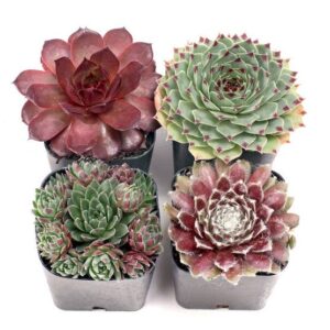 Sempervivum (Hens & Chicks) Set of 4 - Live Succulents - 2in