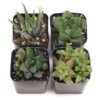2" Haworthia Original 459 100x100