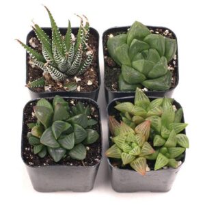 Haworthia - Live Succulents - 2in Pots