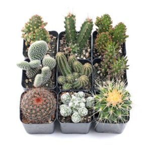 Cactus Set of 9 - Live Cacti - 2in Pots