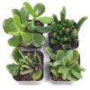 2" Jade Succulents Original 464 100x100