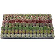 Sempervivum Plug Tray - 105 Bulk Succulents - 7 Types - 1.2"