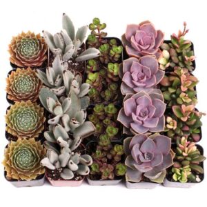 MCG 20 Special™ Bulk Succulent Assortment - 5 Types