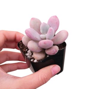 Moonstones Pachyphytum - Live Indoor Plants 2/4 inch Pot: 2 inch