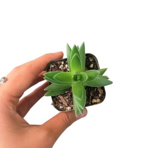 Crassula Red Pagoda Shark Tooth -  Succulents Plant 2/4in: 2 inch