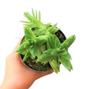 Crassula Red Pagoda Shark Tooth -  Succulents Plant 2/4in: 4 inch