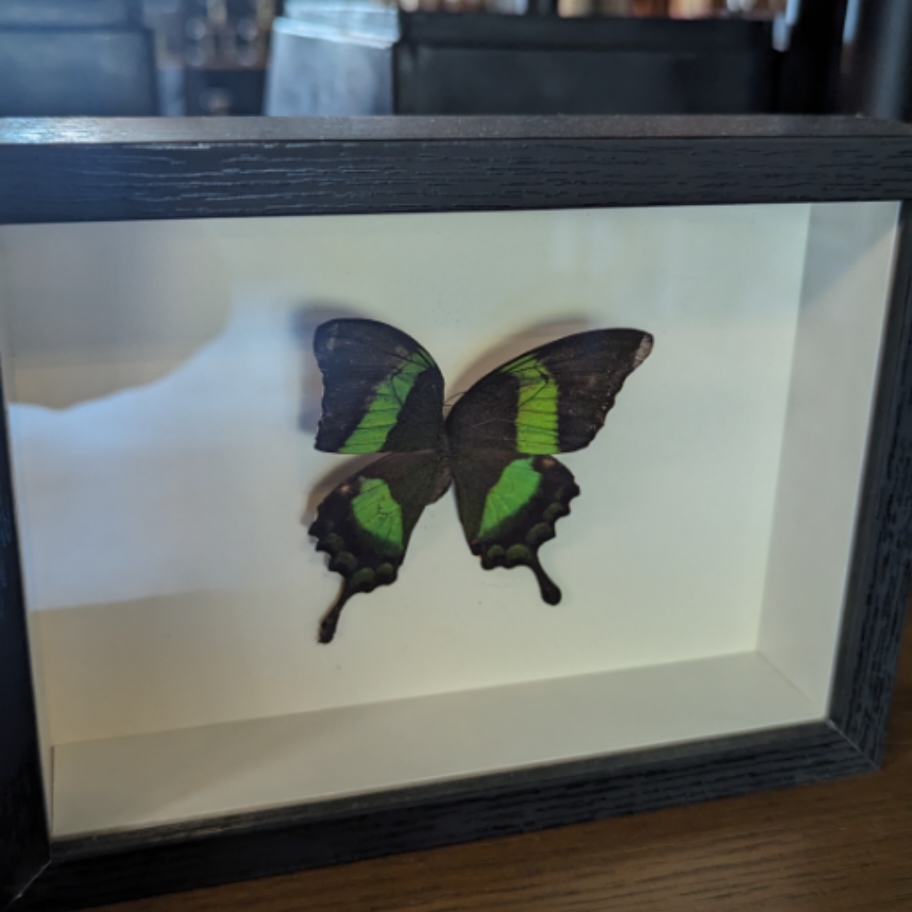 Framed Papilio palinurus butterfly Framed Papilio palinurus butterfly