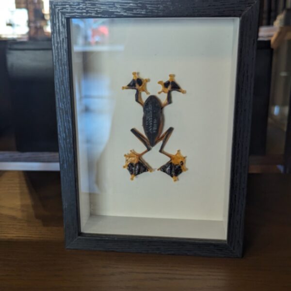 Framed mummy Rhacophorus reinwardtii frog