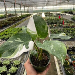 Philodendron 'White Princess' - 4" Pot (1)