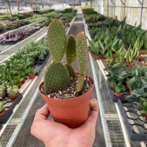 Opuntia ‘Microdasys’ (Bunny Ear Cactus) 4-inch