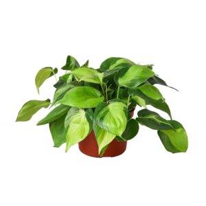 PHILODENDRON BRASIL