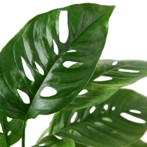 MONSTERA SWISS CHEESE