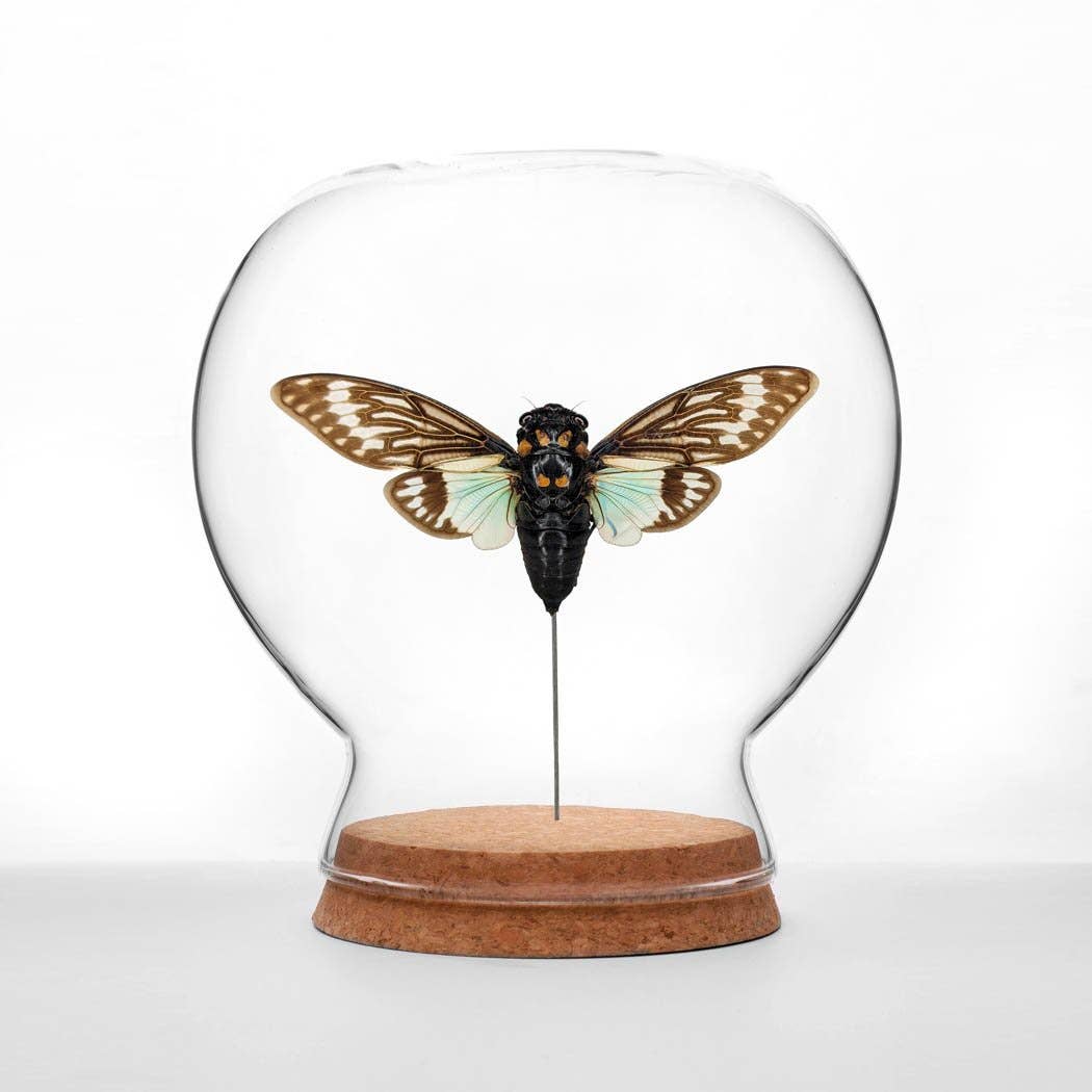 Teal Cicada Globe Teal Cicada Globe