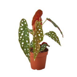 4" Begonia Maculata