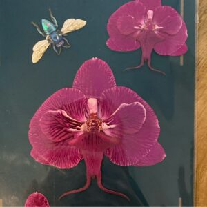 'Bloom' Orchid Set - Moth & Myth