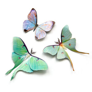 "Spring" Luna Moth Set Moth & Myth