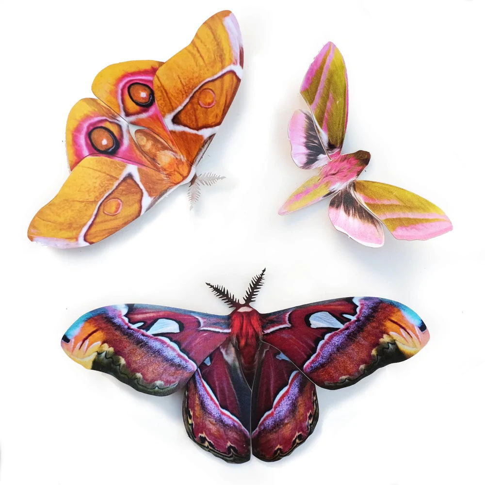Amber Atlas Moth Set Moth & Myth Amber Atlas Moth Set Moth & Myth